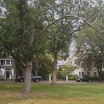 Public Trees at 8 Mason St