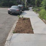 Public Trees at 60 Kilsyth Rd