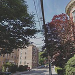 Public Trees at 11 Park St