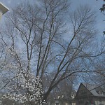 Public Trees at 2 St Paul St