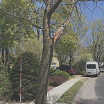 Public Trees at 37 Philbrick Rd