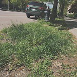 Public Trees at 1806 Beacon St