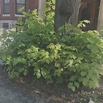 Public Trees at 21 Euston St