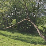 Public Trees at 9 Newton St