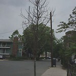 Public Trees at 47 Gibbs St