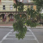 Public Trees at 58 Davis Ave