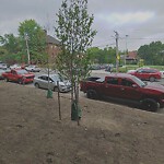 Public Trees at 599 Brookline Ave