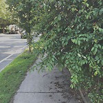 Sidewalk Repair at 99 Bellingham Rd, Chestnut Hill