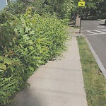 Sidewalk Repair at 1–99 Beaconsfield Path