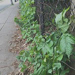 Sidewalk Repair at 187–189 Chestnut St