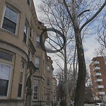 Public Trees at 48 Parkman St