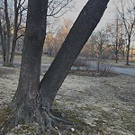 Public Trees at 184–232 Pond Ave