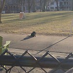 Park Playground at 17 23 Emerson St