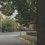 Public Trees at Worthington Rd & Essex St