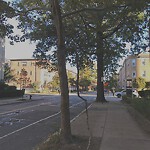 Public Trees at 325 Saint Paul St