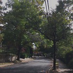 Public Trees at 119 Rawson Rd