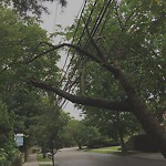 Public Trees at 213 Gardner Rd