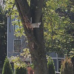 Public Trees at 221 223 Freeman St