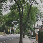 Public Trees at 42.345N 71.131W