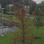 Public Trees at 345 Harvard St