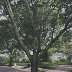 Public Trees at 270 Clark Rd