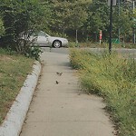 Sidewalk Repair at 20 24 Fairbanks St