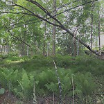 Public Trees at 465 Clinton Rd, Chestnut Hill